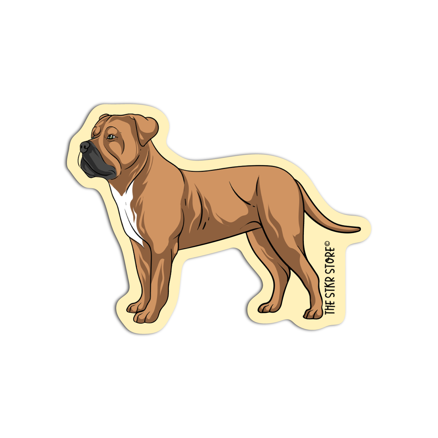 Continental bulldog Dog Breed