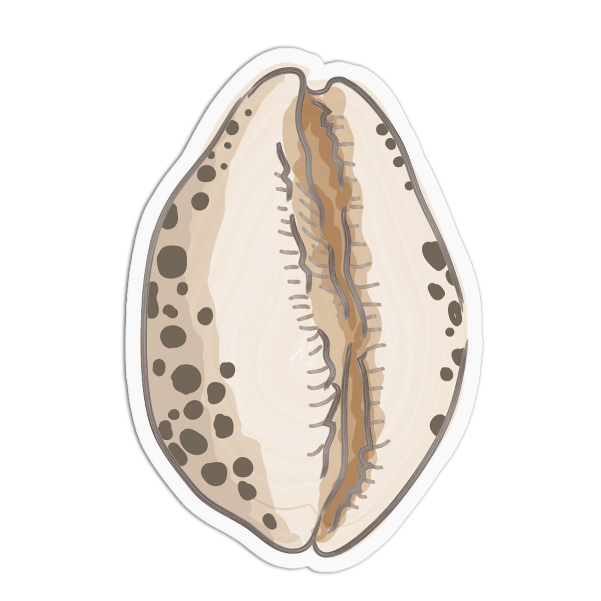 Spotted Cowrie Sea Shells Sticker