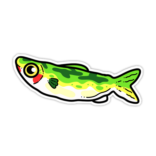 Colorful fish illustration on a white background