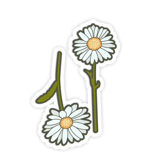 Two daisy flowers on a white background
